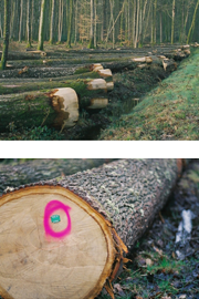 bois-xtrachene